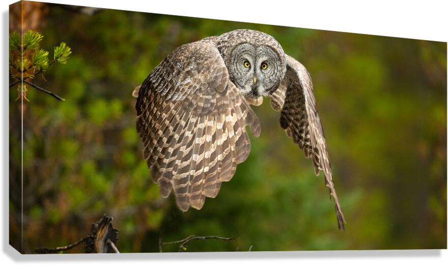 SPECTER Canvas Print