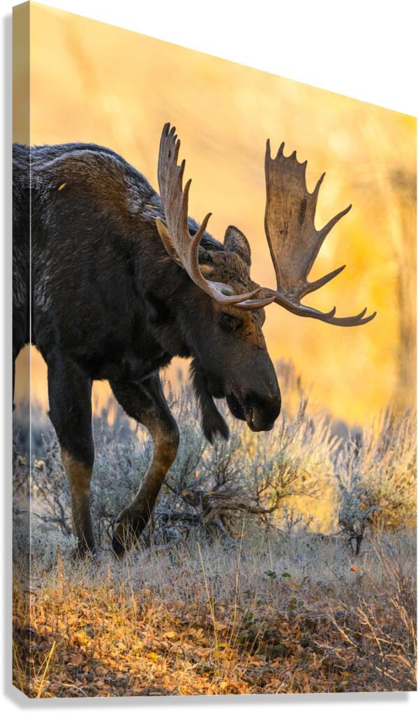 ESKER Canvas Print