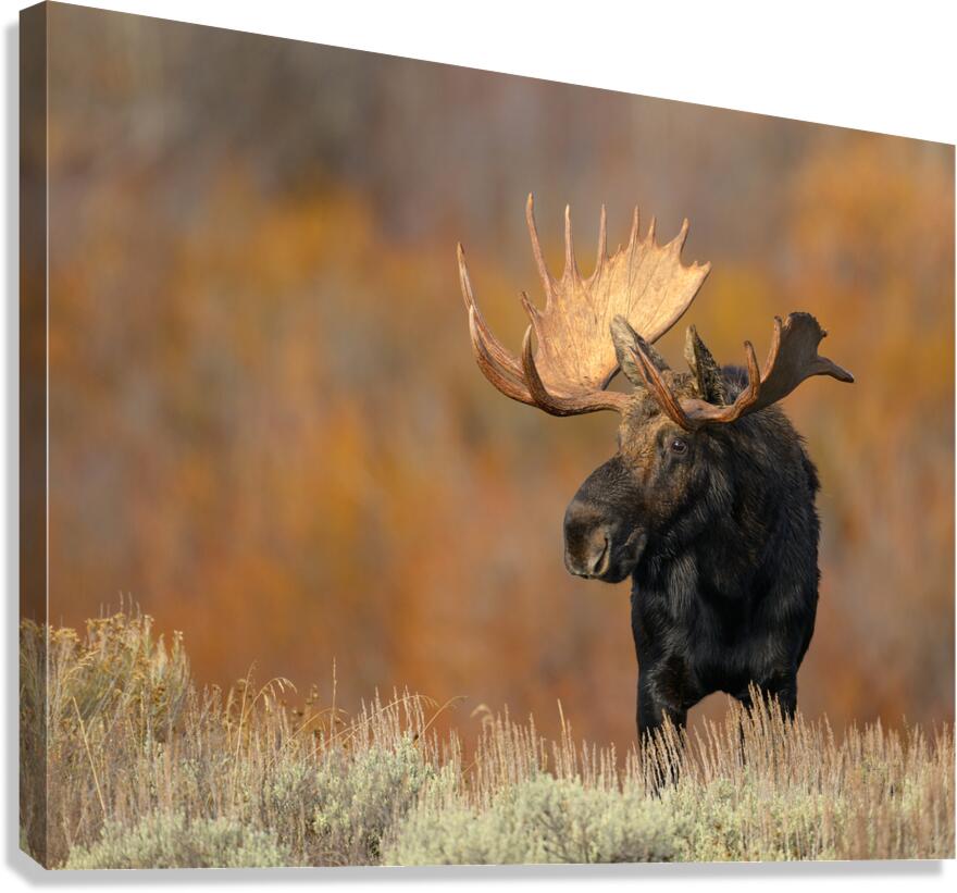 ALCES Canvas Print