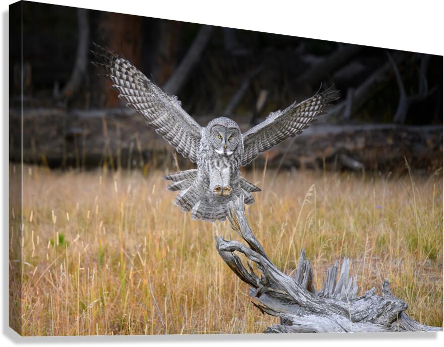 MERLINS LANDING Canvas Print