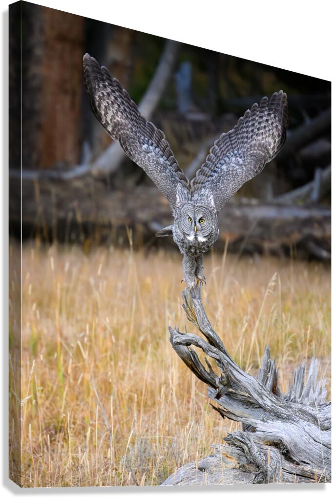 MERLINS ASCENT Canvas Print