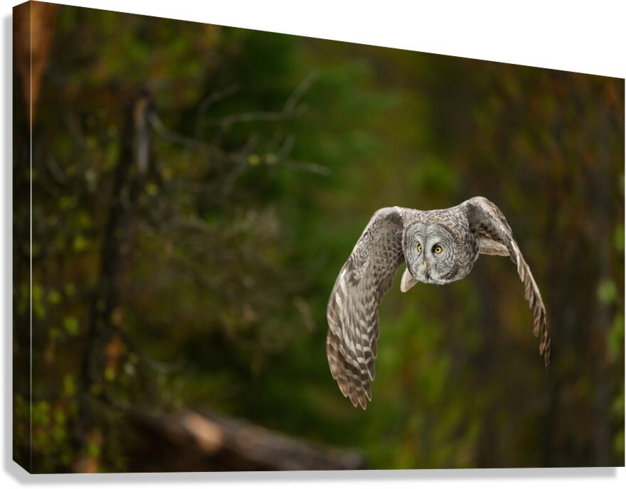 SPECTER 2 Canvas Print