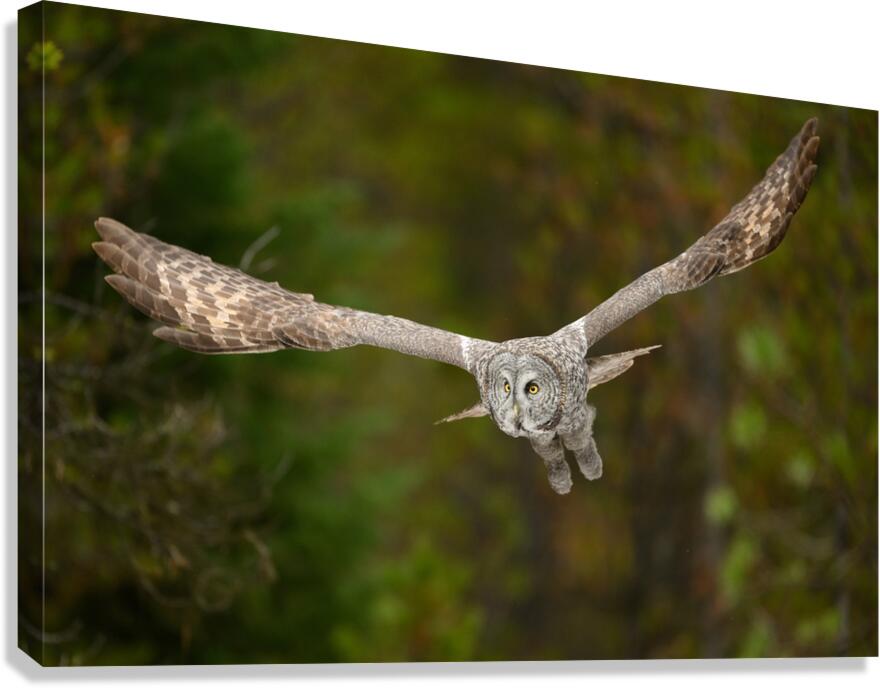 SPECTER 3 Canvas Print