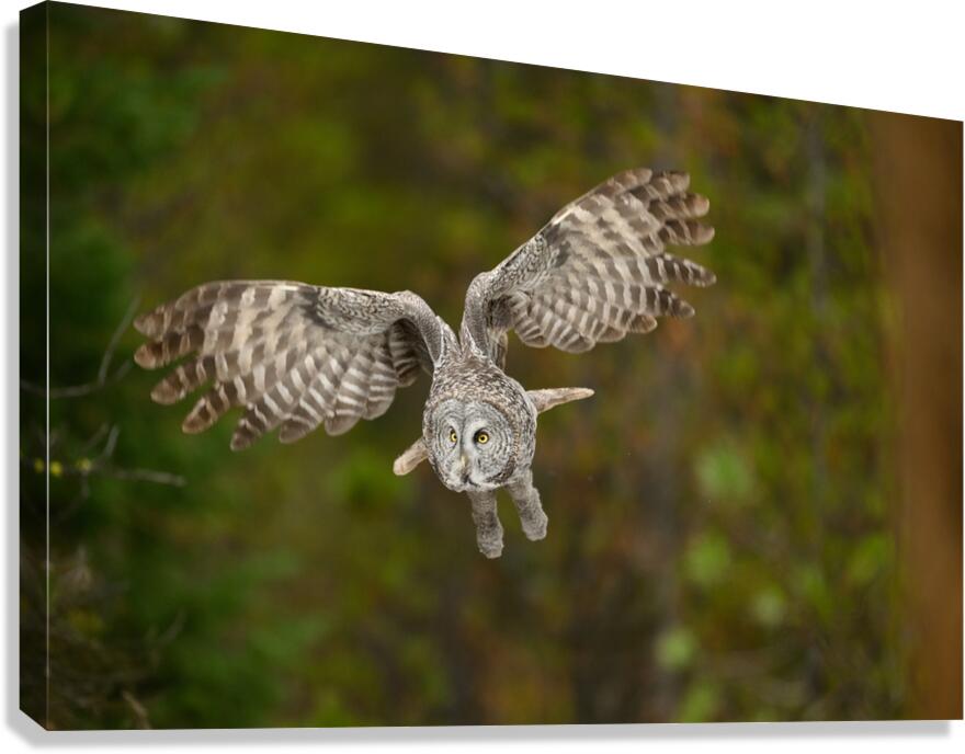 SPECTER 4 Canvas Print