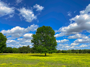 Yellow Horse Pasture