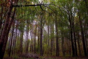 Abbey Woods