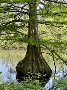 Bald Cypress in the Water