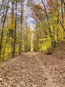 Leaves Mark the Trail