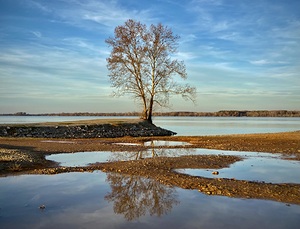 Lone Tree at Ingalls Harbor