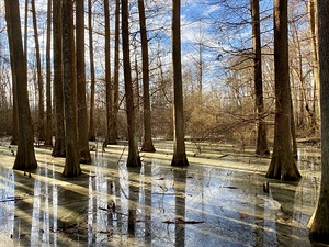 Reflecting Trees 