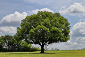 Solo Tree