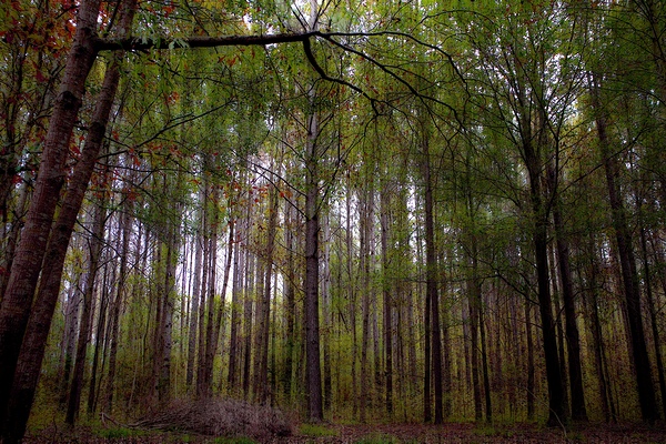 Abbey Woods Print