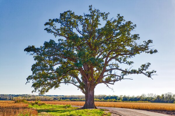 McBaine Bur Oak Tree - Missouri Historic Landmark  by Harold Rau