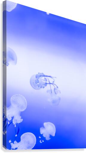 Jellyfish Canvas Print