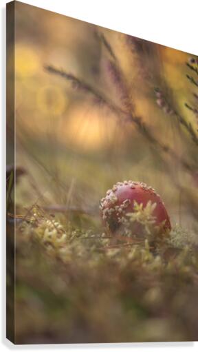 Fall Canvas Print