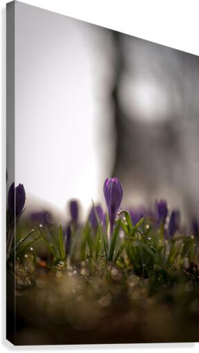 Spring Canvas Print