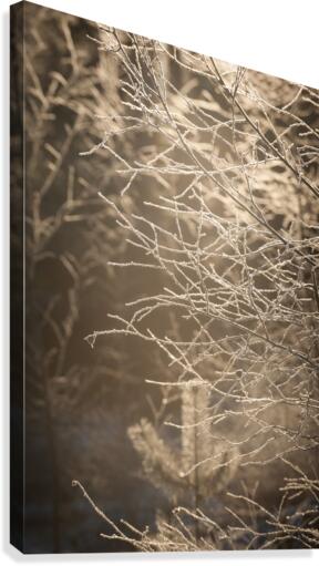 Winter Canvas Print