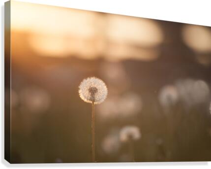 dandelion Canvas Print