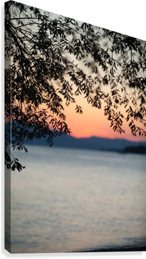tree siluet Canvas Print
