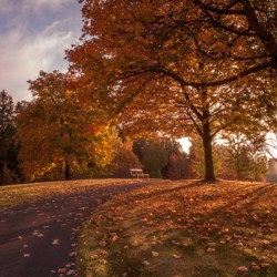 Bench