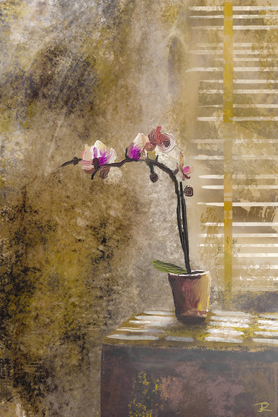 Orchid in Dustlight by James Ranka