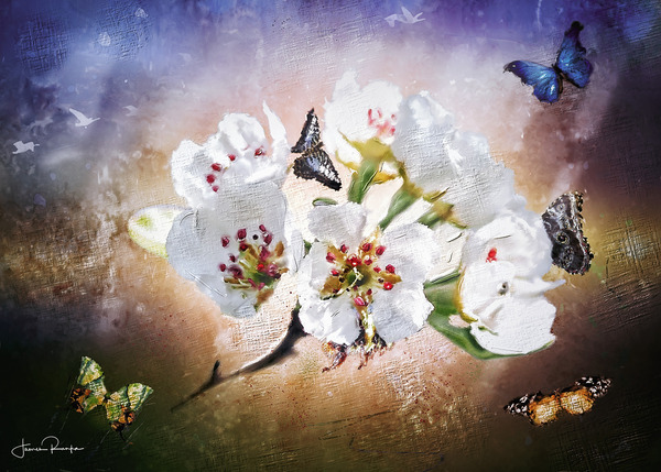 Apple Blossoms Téléchargement Numérique