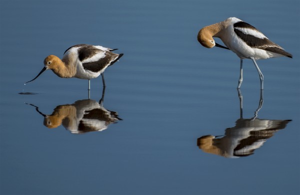 American Avocets Print