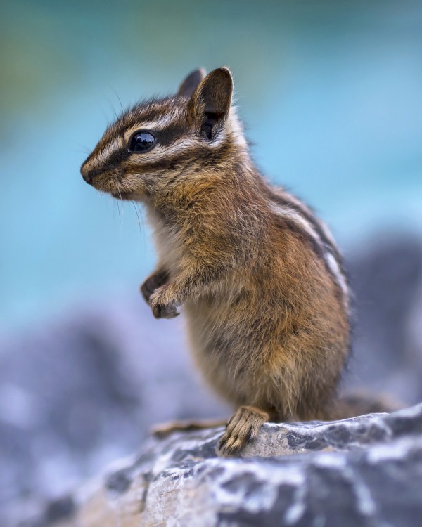 Baby chipmunk  Print