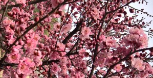 Sakura flowers