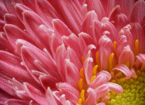 The beautiful pink flower