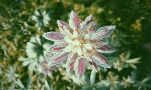 Flower in the frost