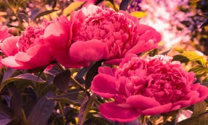 The beautiful pink peonies