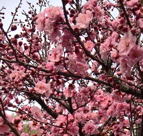 Sakura flowers2 Print