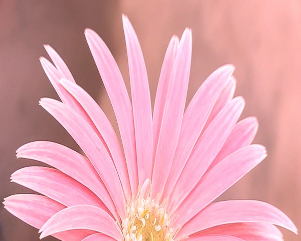 The beautiful pink gerbera flower by Valeriia