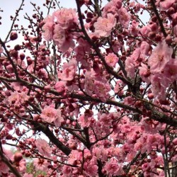 Sakura flowers2