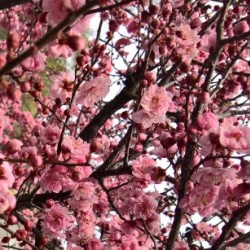Sakura flowers