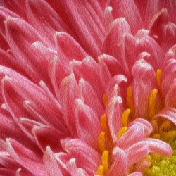 The beautiful pink flower
