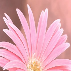 The beautiful pink gerbera flower