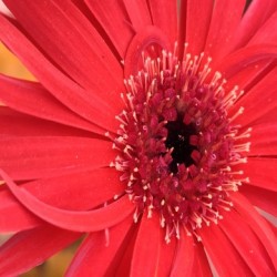The beautiful red gerbera flower