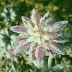 Flower in the frost