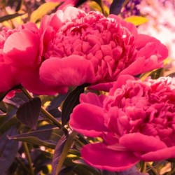 The beautiful pink peonies
