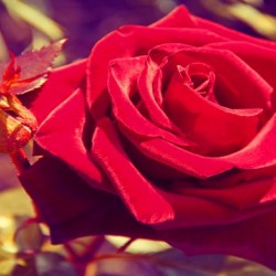 The luxurious red rose