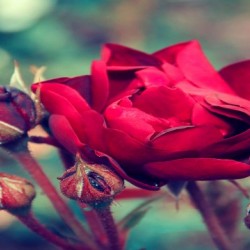 The luxurious burgundy rose 