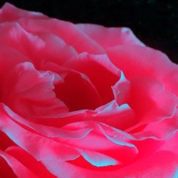 The beautiful pink rose flower