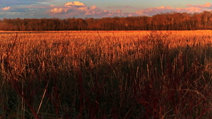 Peltier Lake Marsh Lino Lakes MN