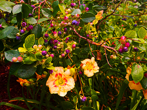 Backyard Blueberry Bouquet