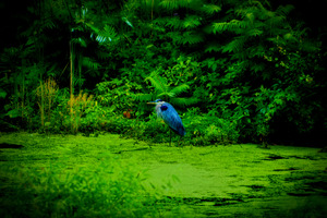 Blue Heron