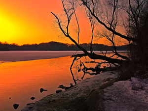 Trumpeter Dawn