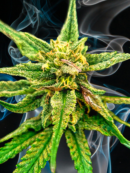 Bud TripleG Print