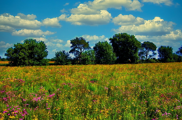Wild Flower Field of Dreams Print